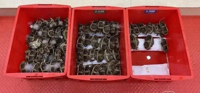 正大量上市!一顿吃七只,男子被送进ICU,紧急提醒→ 正大量上市!一顿吃七只,男子被送进ICU,紧急提醒→