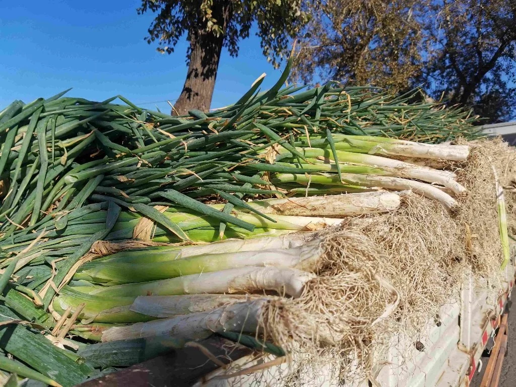 正大量上市，哈尔滨人秋天必买！但今年的价格…