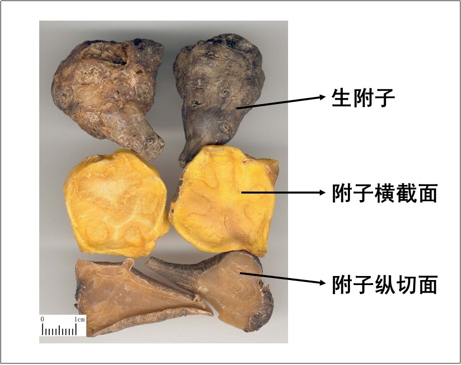 “我想试试”……男子吃3次中毒3次！请记得，生命只有1次！