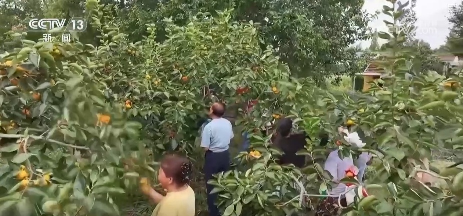 精彩连连，看点不断！国庆假期文旅大餐“村趣”无限引客来
