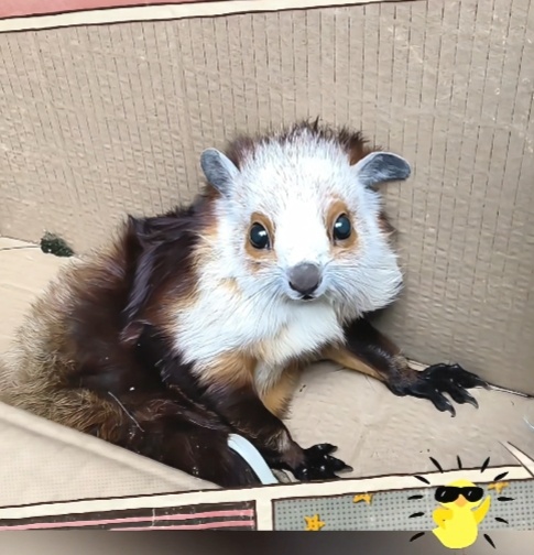 不是鸟却会飞！云南民警救下“飞狐”