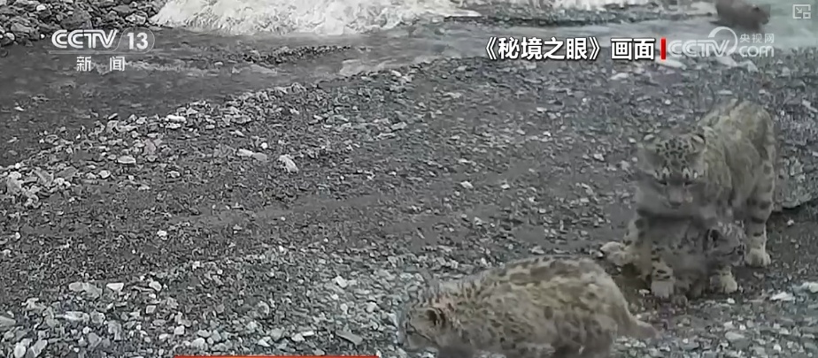 跟着国宝看美丽中国 环境改善珍稀野生小动物种群壮大