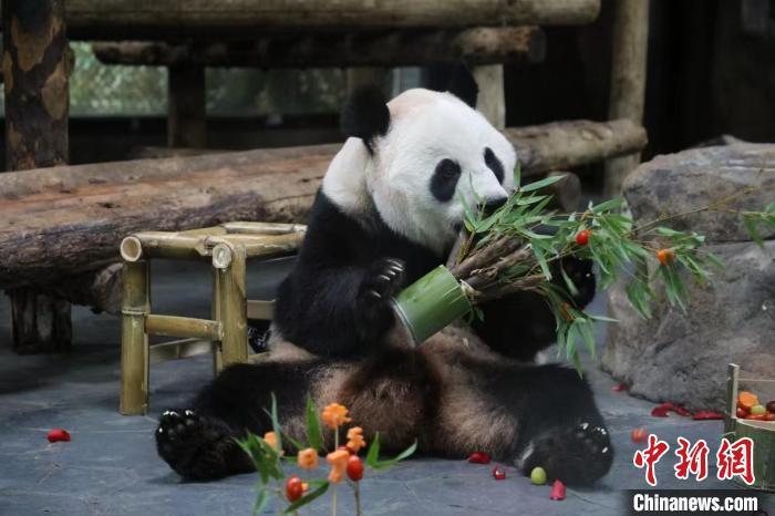 上海野生动物园三只大熊猫集体过生日 上海野生动物园三只大熊猫集体过生日