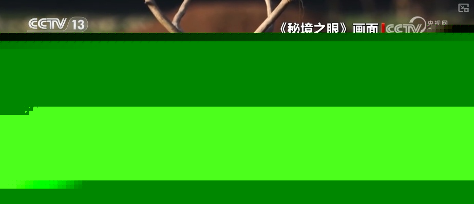 跟着国宝看美丽中国 环境改善珍稀野生小动物种群壮大