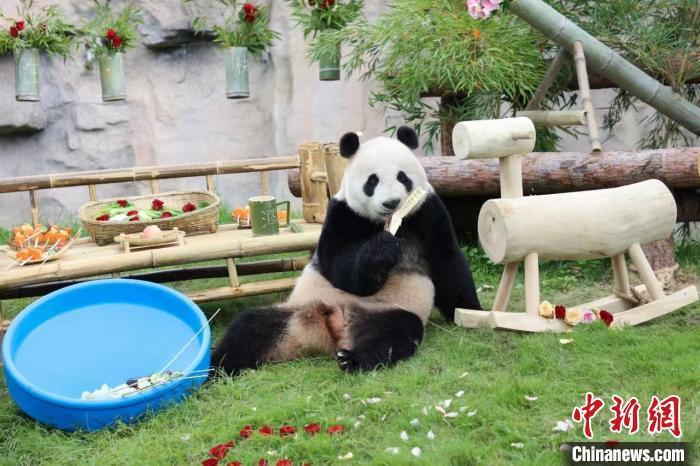 上海野生动物园三只大熊猫集体过生日 上海野生动物园三只大熊猫集体过生日