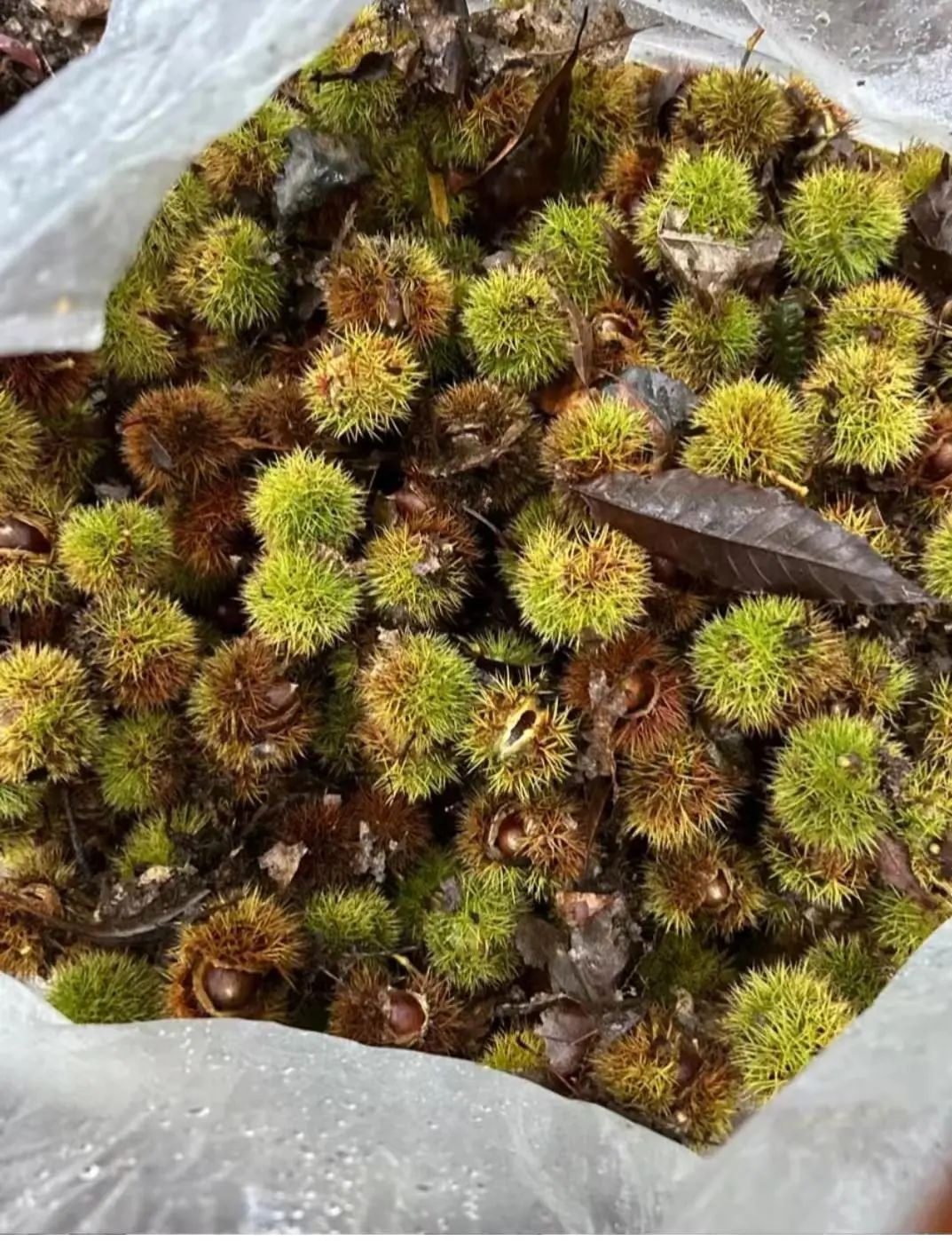 捡不完! 根本捡不完! 成都有人组团到处捡