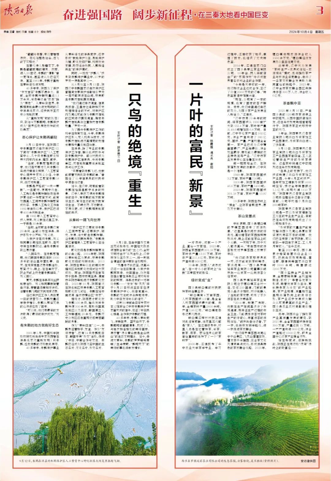 在三秦大地看中国巨变 | 一只鸟的绝境“重生” 在三秦大地看中国巨变 | 一只鸟的绝境“重生”