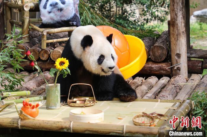 上海野生动物园三只大熊猫集体过生日 上海野生动物园三只大熊猫集体过生日