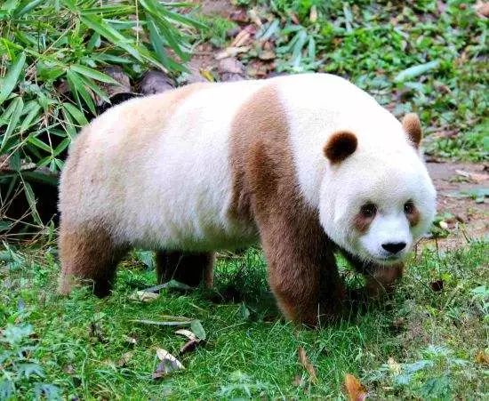 七仔归来！秦岭四宝科学公园重新开园