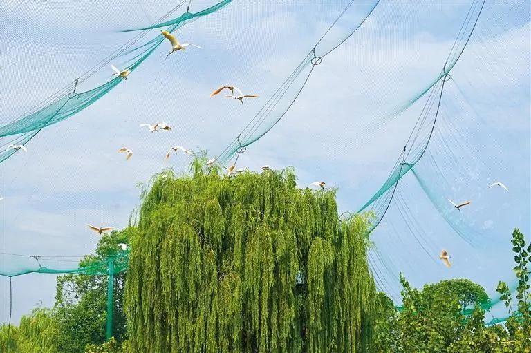 在三秦大地看中国巨变 | 一只鸟的绝境“重生” 在三秦大地看中国巨变 | 一只鸟的绝境“重生”