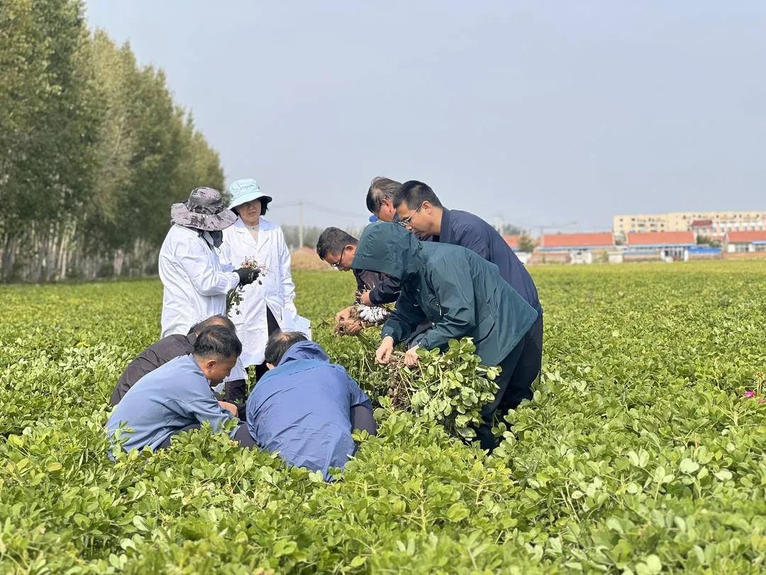 增收近百万，亩产破千斤，赶上“大年”丰收了