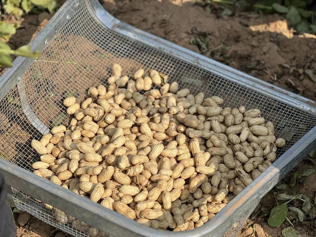 增收近百万，亩产破千斤，赶上“大年”丰收了