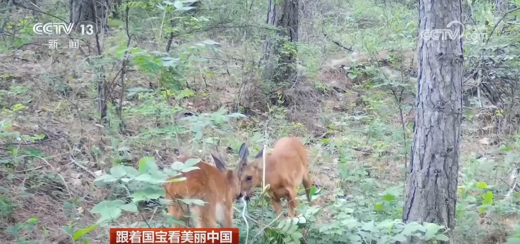 跟着国宝看美丽中国 共筑野生动物保护长城