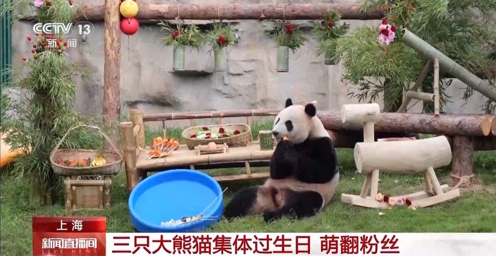 “萌翻”了!大熊猫过生日也有“蛋糕”吃~ “萌翻”了!大熊猫过生日也有“蛋糕”吃~