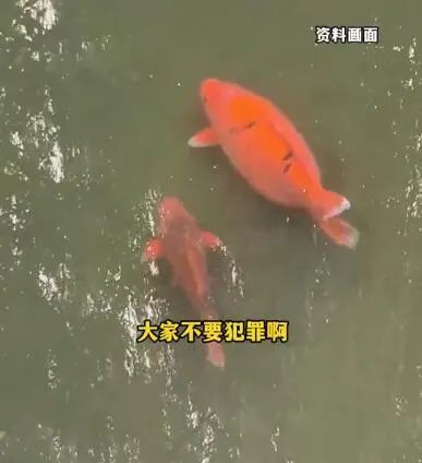 趵突泉“猪鲤”别吃了! 趵突泉“猪鲤”别吃了!