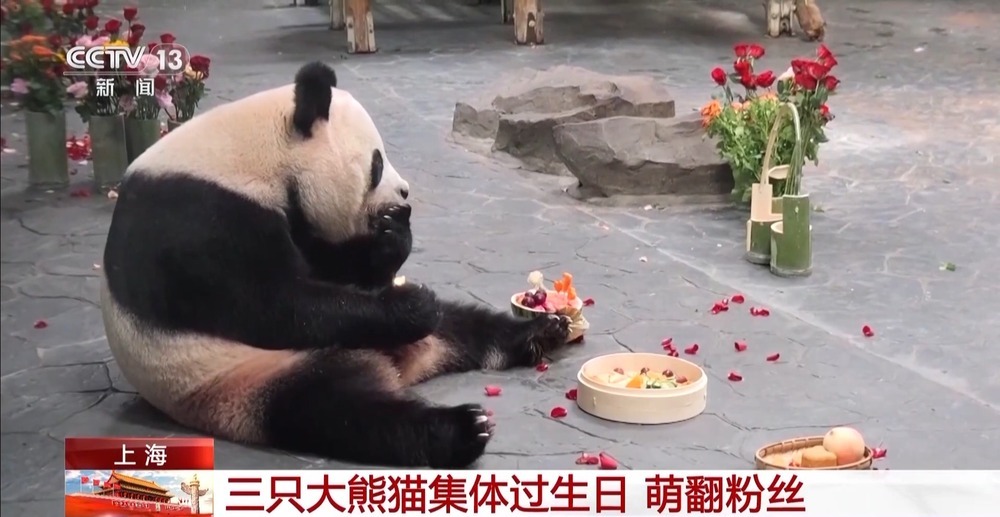 “萌翻”了!大熊猫过生日也有“蛋糕”吃~ “萌翻”了!大熊猫过生日也有“蛋糕”吃~