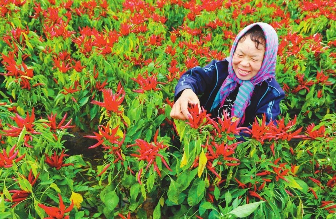 增收近百万，亩产破千斤，赶上“大年”丰收了