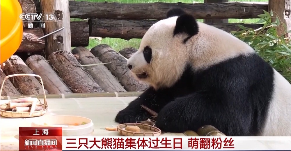 “萌翻”了!大熊猫过生日也有“蛋糕”吃~ “萌翻”了!大熊猫过生日也有“蛋糕”吃~