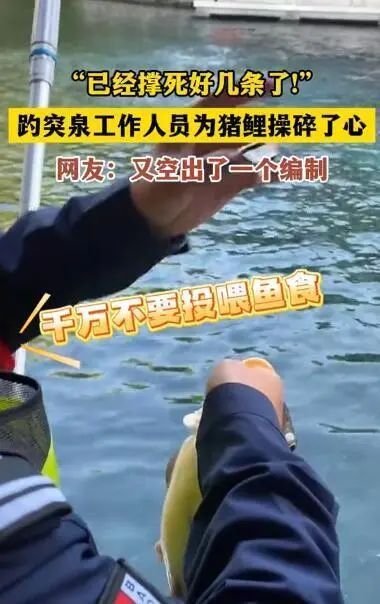 趵突泉“猪鲤”别吃了! 趵突泉“猪鲤”别吃了!