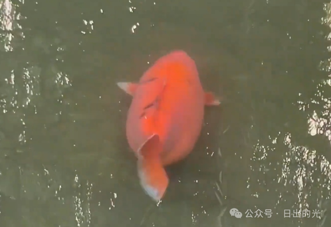 趵突泉“猪鲤”别吃了! 趵突泉“猪鲤”别吃了!