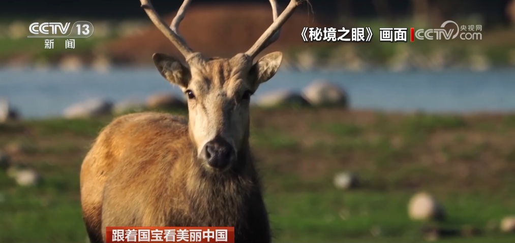 跟着国宝看美丽中国 共筑野生动物保护长城