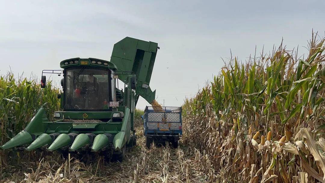 增收近百万，亩产破千斤，赶上“大年”丰收了