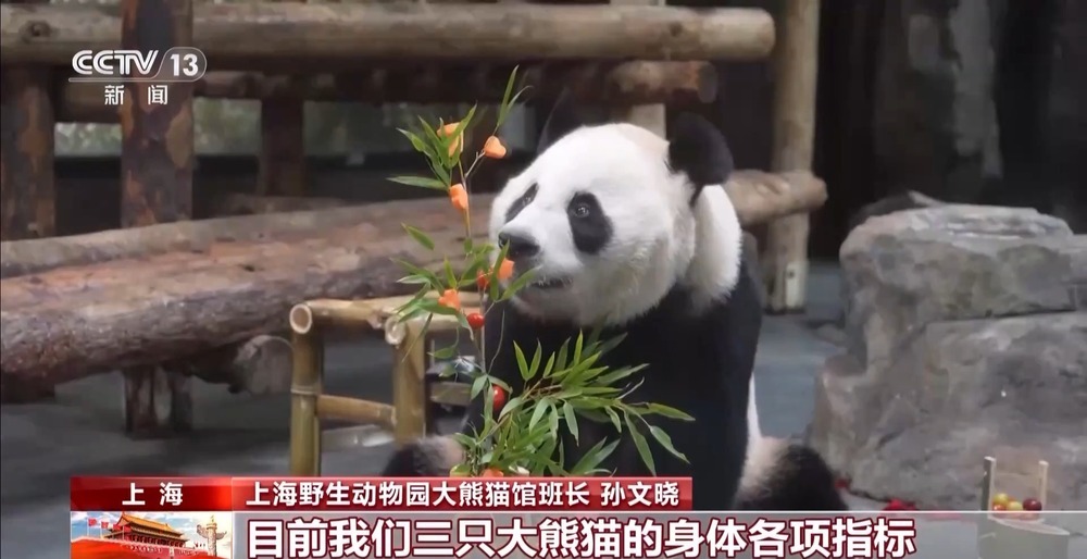 “萌翻”了!大熊猫过生日也有“蛋糕”吃~ “萌翻”了!大熊猫过生日也有“蛋糕”吃~