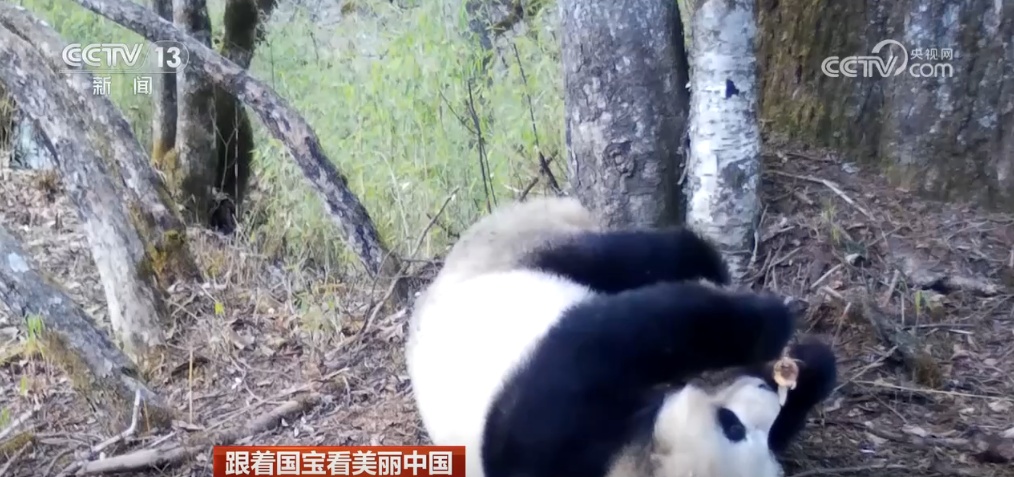 跟着国宝看美丽中国 共筑野生动物保护长城