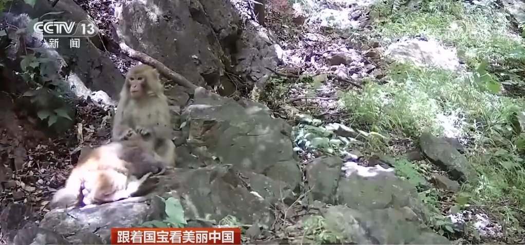 跟着国宝看美丽中国 共筑野生动物保护长城