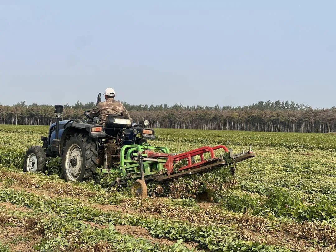 增收近百万，亩产破千斤，赶上“大年”丰收了