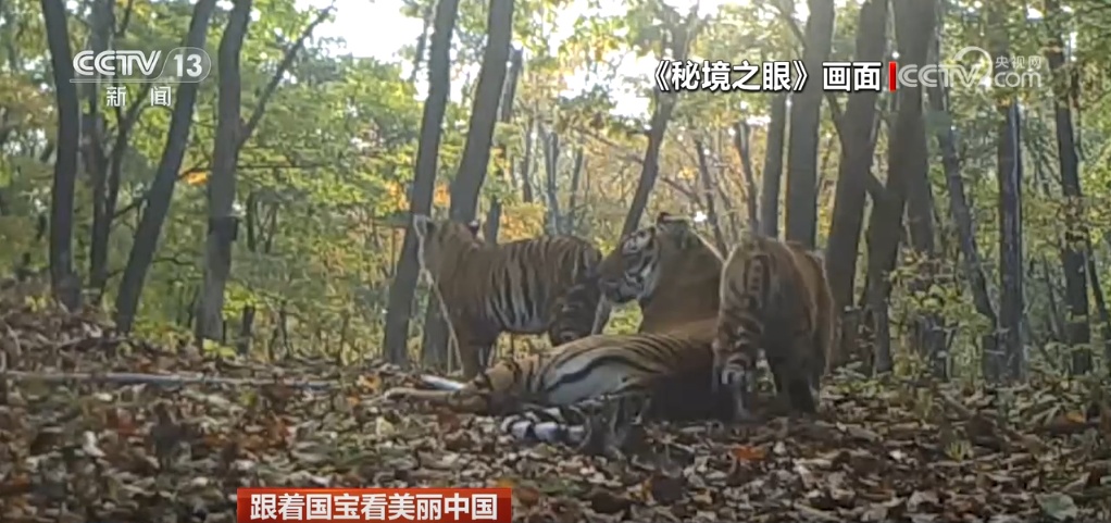 跟着国宝看美丽中国 共筑野生动物保护长城