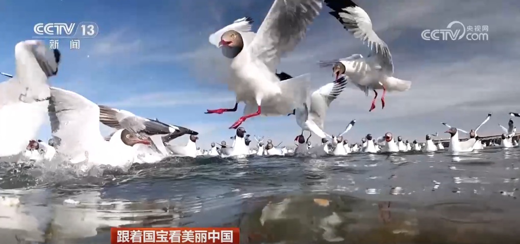 跟着国宝看美丽中国 共筑野生动物保护长城