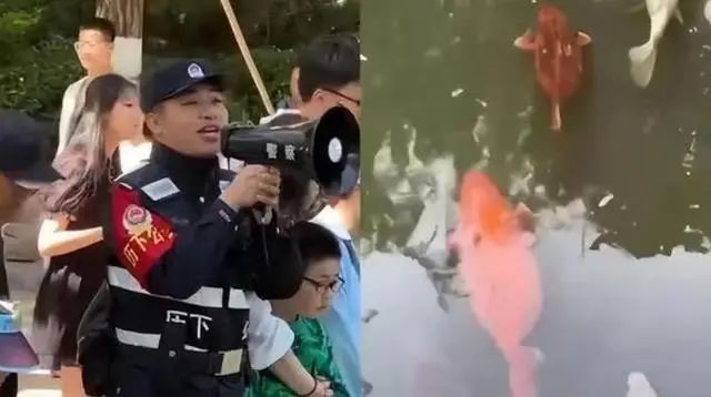 “撑死好几条了！” 景区保安劝游客不要喂鱼