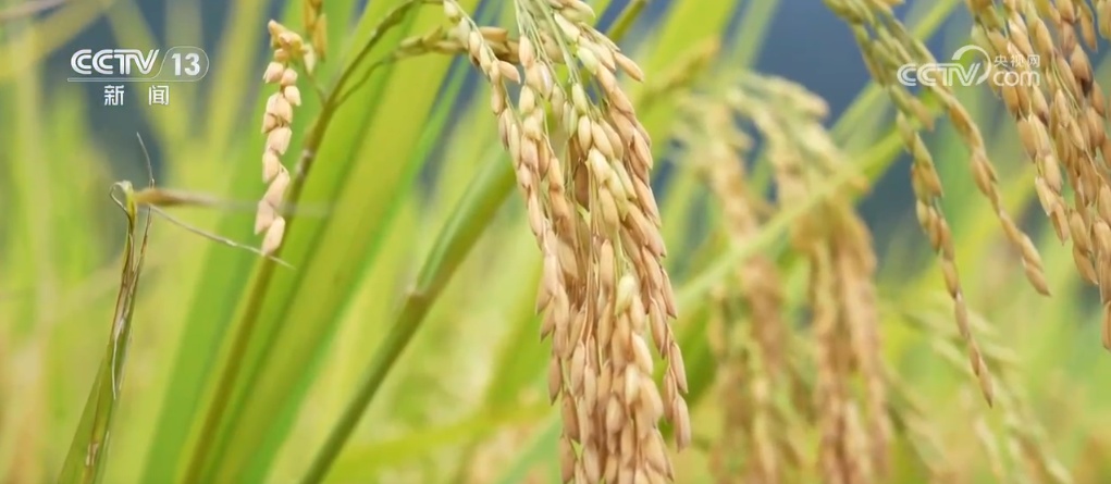 秋染田野 稻谷飘香 希望的田野上奏响农业丰收“交响曲” 秋染田野 稻谷飘香 希望的田野上奏响农业丰收“交响曲”