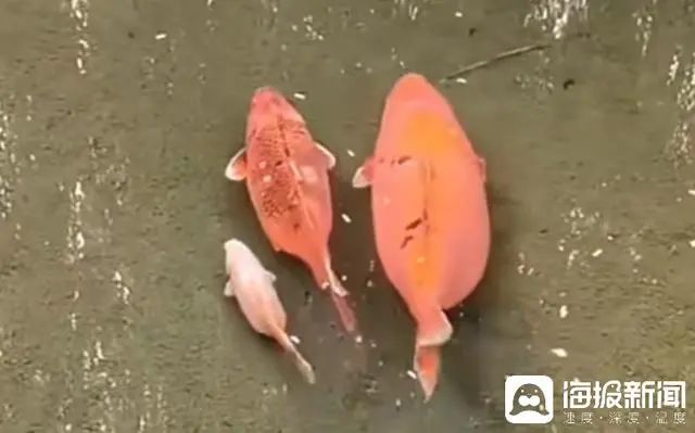 “撑死好几条了！” 景区保安劝游客不要喂鱼