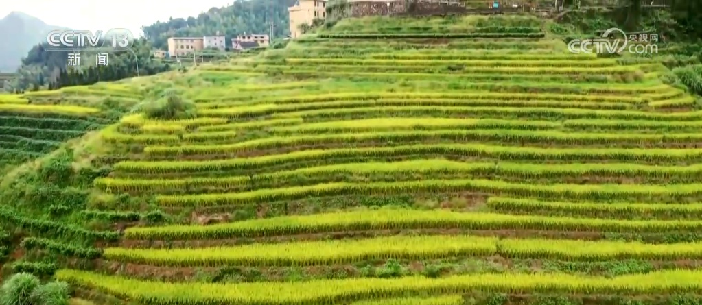 秋染田野 稻谷飘香 希望的田野上奏响农业丰收“交响曲” 秋染田野 稻谷飘香 希望的田野上奏响农业丰收“交响曲”