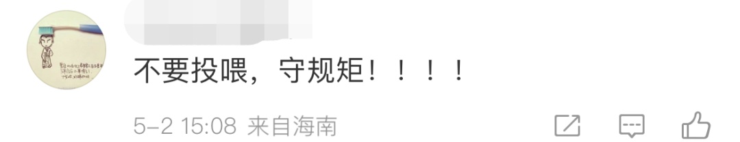 “撑死好几条了！” 景区保安劝游客不要喂鱼
