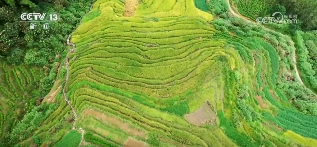 秋染田野 稻谷飘香 希望的田野上奏响农业丰收“交响曲” 秋染田野 稻谷飘香 希望的田野上奏响农业丰收“交响曲”