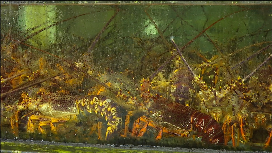 爆火!杭州老板一天能卖出上百万!不少人很爱... 爆火!杭州老板一天能卖出上百万!不少人很爱...