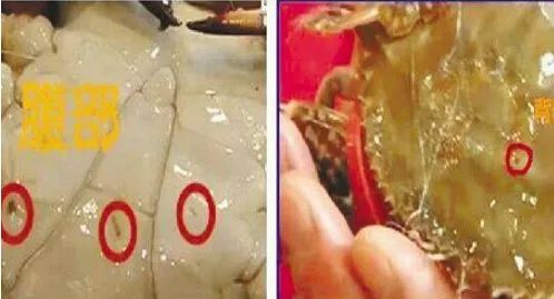 又到“蟹”逅季！为什么买的大闸蟹竟然有针眼？真相竟是……