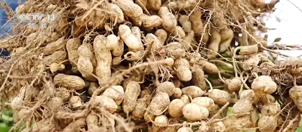 秋染田野 稻谷飘香 希望的田野上奏响农业丰收“交响曲” 秋染田野 稻谷飘香 希望的田野上奏响农业丰收“交响曲”