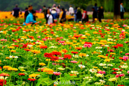 收藏美景!北京奥森公园花海有多美 收藏美景!北京奥森公园花海有多美
