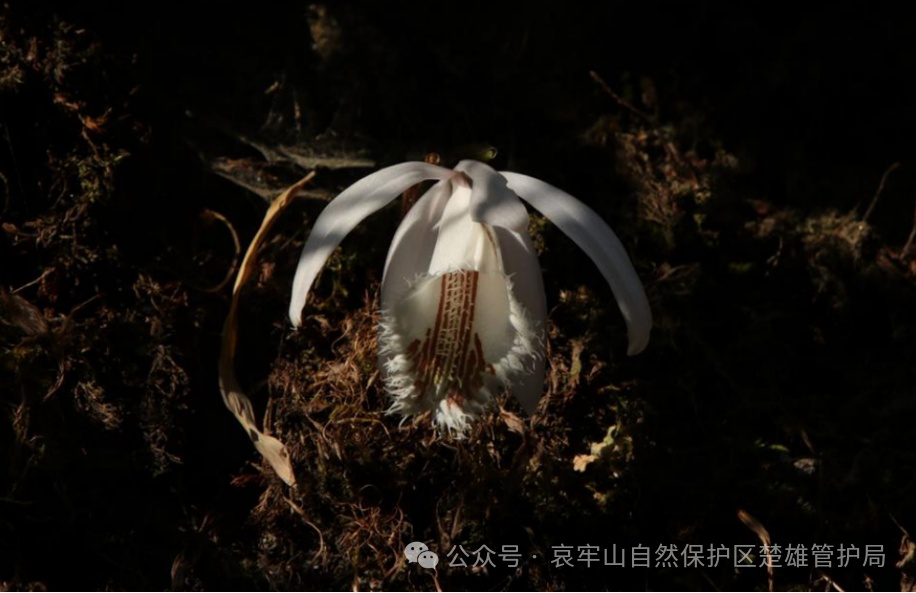 登上热搜的哀牢山在哪里，山里都有什么？