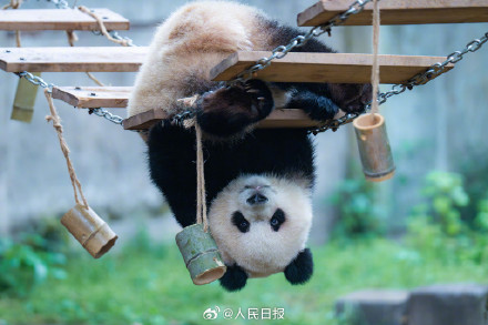 现实版功夫熊猫倒挂金钩，网友：太强了