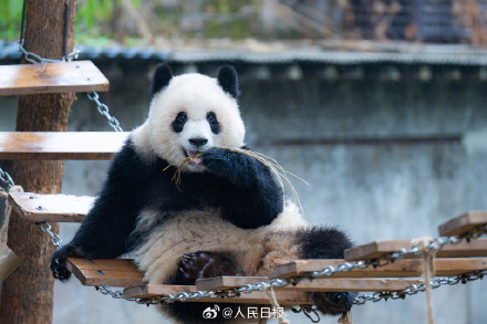 现实版功夫熊猫倒挂金钩，网友：太强了
