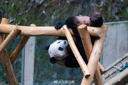 现实版功夫熊猫倒挂金钩，网友：太强了