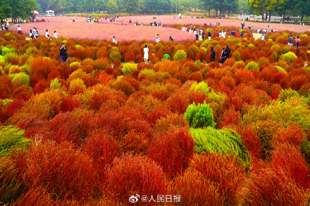 收藏美景!北京奥森公园花海有多美 收藏美景!北京奥森公园花海有多美