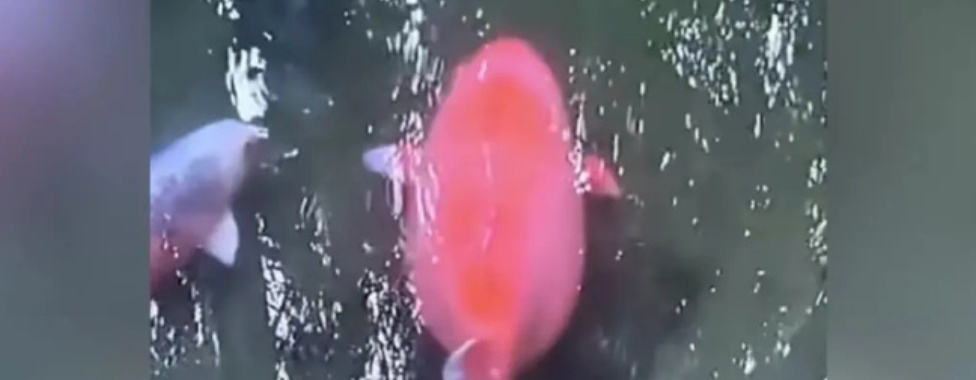 网红大鲤鱼被游客投喂撑死?景区回应 网红大鲤鱼被游客投喂撑死?景区回应