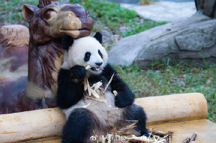 现实版功夫熊猫倒挂金钩，网友：太强了