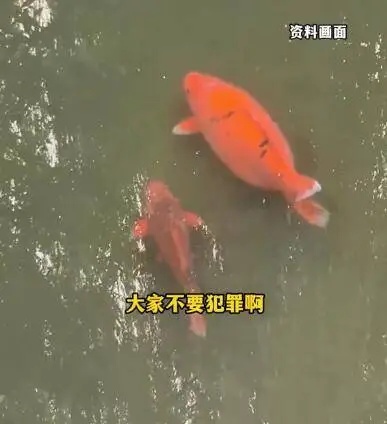 趵突泉多条锦鲤被撑死？天津动物园也曾有更严重的悲剧